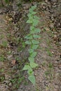 Closeup the bunch ripe green beans vine plant in row seedling and soil heap in the farm soft focus natural green brown background