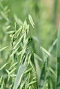 Closeup the bunch ripe green pot barley plant with grains pods over out of focus green brown background Royalty Free Stock Photo