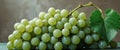 Closeup of a Bunch of Ripe Green and White Grapes with a Leaf Royalty Free Stock Photo