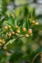 closeup the bunch ripe red green herbal wild tree fruit with leaves and branch growing in the forest soft focus natural green