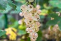 Closeup of bunch of ripe white currant on the shrub. Royalty Free Stock Photo