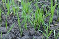 Closeup the bunch small ripe green wheat stitch plant soil heap in the farm over out of focus green brown background Royalty Free Stock Photo