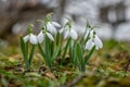 Closeup of a bunch of snowdrop flowers in a garden galanthis e