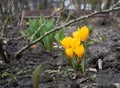 Closeup bunch of spring flowers yellow crocus grow from the ground in park Royalty Free Stock Photo