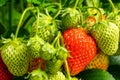 View of a bunch of strawberries with unripe and ripe berries