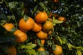 Closeup of a bunch of tangerines hanging on a tree in the garden Royalty Free Stock Photo