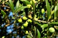 Closeup of a bunch of tasty green olives