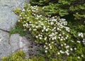 Labrador Tea plant with white clustered flowers