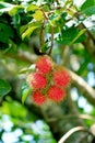 Closeup Bunch of Vibrant Red Ripe Rambutan Fruits on the Tree Royalty Free Stock Photo