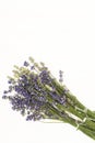 Closeup of a bunch of violet fresh and dried lavender flowers bouquets over white wood background Royalty Free Stock Photo