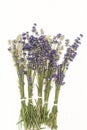 Closeup of a bunch of violet fresh and dried lavender flowers bouquets over white wood background Royalty Free Stock Photo