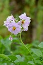 closeup the bunch white purple potato flowers growing with plant and leaves in the farm soft focus natural green brown background Royalty Free Stock Photo