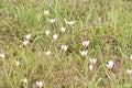 Closeup the bunch white red wild flowers with plant and green leaves in the forest natural background Royalty Free Stock Photo