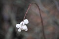 Bunch of white snowberries on bare twig in autumn