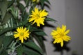 Closeup of a bunch of yellow flowers