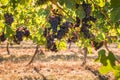 Bunches of Pinot Noir grapes in vineyard at harvest time Royalty Free Stock Photo