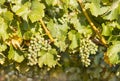 Bunches of Riesling grapes on vine in vineyard at harvest time Royalty Free Stock Photo