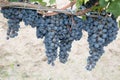 Closeup of bunches ripe red wine grapes on vine in bordeaux Medoc Royalty Free Stock Photo