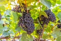 Closeup of bunches of ripe red wine grapes on vine Royalty Free Stock Photo