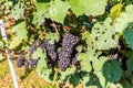 Closeup of bunches of ripe red wine grapes on vine Royalty Free Stock Photo