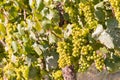 Bunches of ripe white wine grapes on the vine Royalty Free Stock Photo