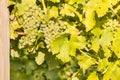 Bunches of white riesling grapes ripening on vine in vineyard Royalty Free Stock Photo