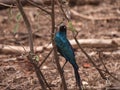 Closeup of a Burchells starling or Lamprotornis Australis perched on a branch at Bandia Reserve Royalty Free Stock Photo
