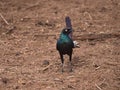 Closeup of a Burchells starling or Lamprotornis Australis standing on the ground at Bandia Reserve Royalty Free Stock Photo