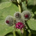 Closeup of a burdock flower Royalty Free Stock Photo