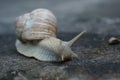 Closeup on Burgundy snail on concrete