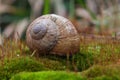 Closeup of a Burgundy snail's shell on the mossy seaweed under the water Royalty Free Stock Photo