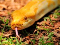 Closeup of Burmese python (Python bivittatus) Royalty Free Stock Photo