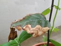 Burned or dry leaves of Jack Fruit Plant grow in a pot of the home terrace garden