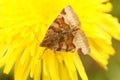 Closeup of the burnet companion moth on a yellow flower, Euclidian glyphic