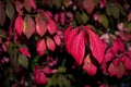 Closeup of burning bush leaves in a field under the sunlight with a blurry background Royalty Free Stock Photo