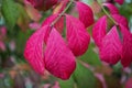 Closeup of burning bush leaves under the sunlight with a blurry background Royalty Free Stock Photo