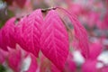 Closeup of burning bush leaves under the sunlight with a blurry background Royalty Free Stock Photo