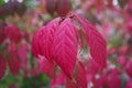 Closeup of burning bush leaves under the sunlight with a blurry background Royalty Free Stock Photo