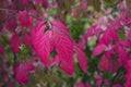 Closeup of burning bush leaves under the sunlight with a blurry background Royalty Free Stock Photo