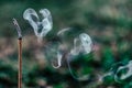 Closeup of a burning incense stick on a blurred background Royalty Free Stock Photo