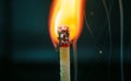 Closeup of burning match with red sulfur head on dark background Royalty Free Stock Photo
