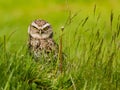 Closeup of a Burrowing owl standing in grass and staring in the camera