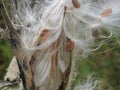 Closeup of bursting milkweed seed pods Royalty Free Stock Photo