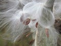 Closeup of bursting milkweed seed pods Royalty Free Stock Photo