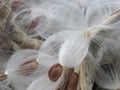 Closeup of bursting milkweed seed pods Royalty Free Stock Photo