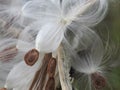 Closeup of bursting milkweed seed pods Royalty Free Stock Photo