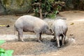 Closeup of a Buru Babirusa eating Royalty Free Stock Photo