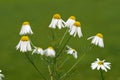 Closeup of a bush of daisy flowers in a garden. Delicate white blossoming plants growing against a blurred green Royalty Free Stock Photo