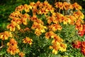 Closeup of a bush of Marygold flowers growing in the garden under the sunlight Royalty Free Stock Photo