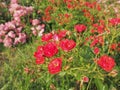 closeup of a bush of red roses in the summer garden under the sunlight. Red spray roses with many buds, opened flowers Royalty Free Stock Photo